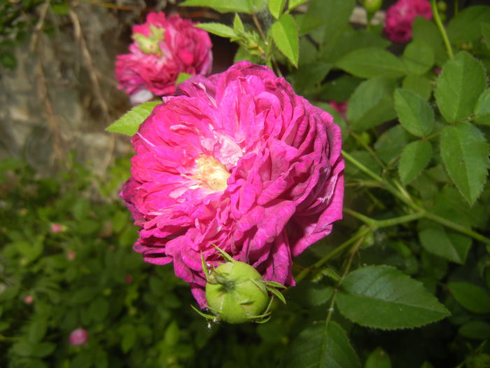 Rosa damascena (2015, May 16)