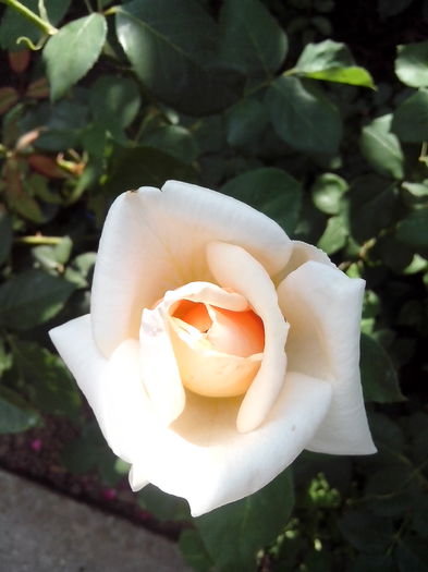 IMG_20150613_095818 - trandafiri