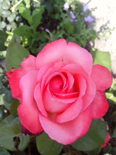 IMG_20150613_095742 - trandafiri