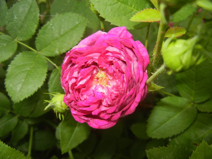 Rosa damascena (2015, May 20)