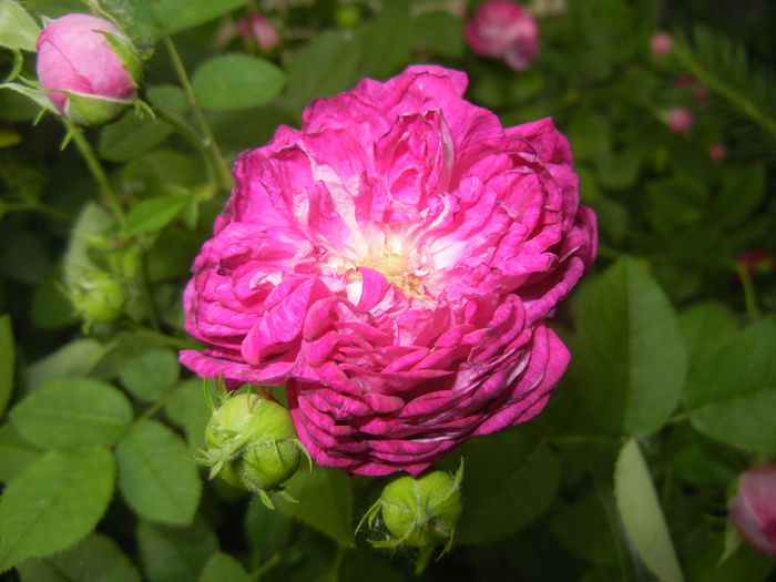 Rosa damascena (2015, May 20) - ROSA Damascena_Damask Rose