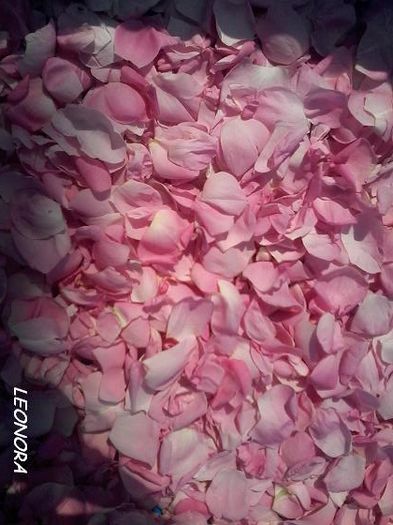 petale trandafiri pentru dulceata - trandafiri de dulceata Kazanlak