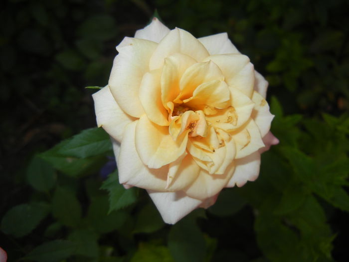 Orange Miniature Rose (2015, June 02)