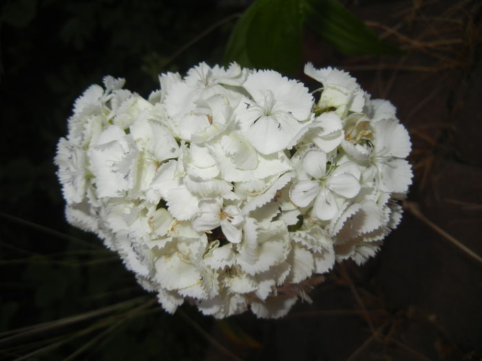 Dianthus barbatus (2015, June 02)