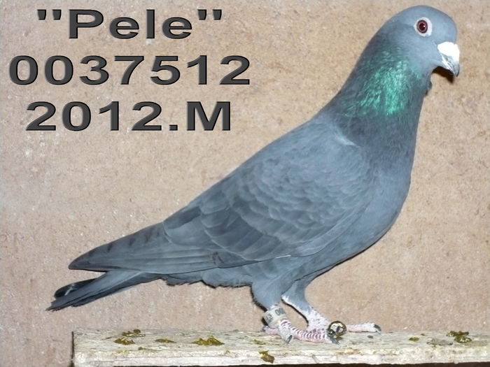 2012.0037512.PELE - 1-Matca-2015