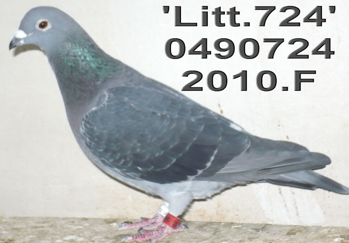 10.0490724.F=LITT-724 - 1-Matca-2015