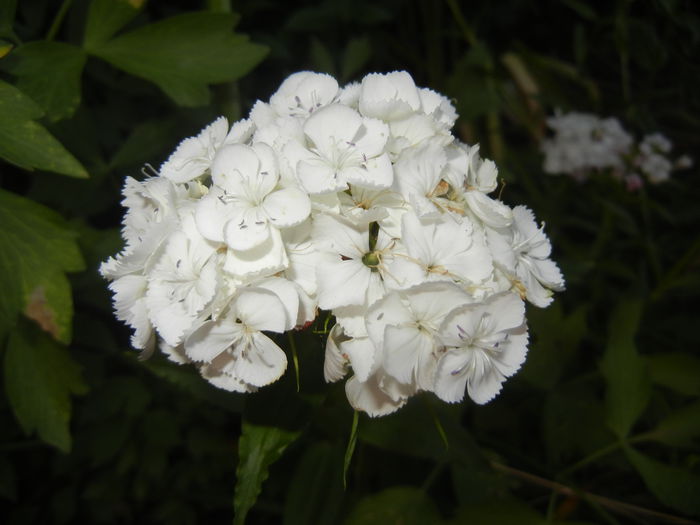 Dianthus barbatus (2015, June 02)