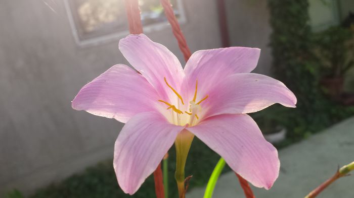 20150612_083326 - Florile mamei 2015