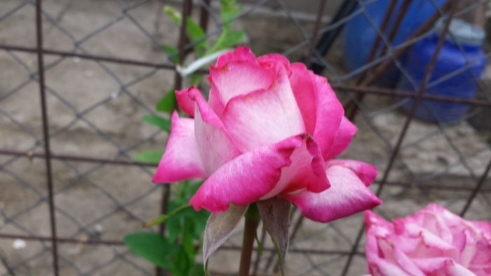 20150612_061956 - Florile mamei 2015