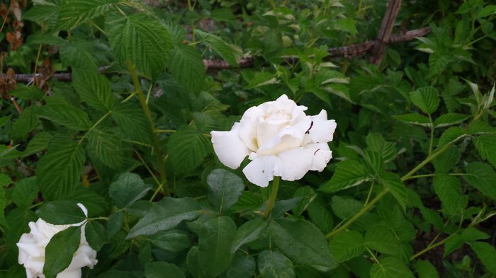 20150612_062055 - Florile mamei 2015