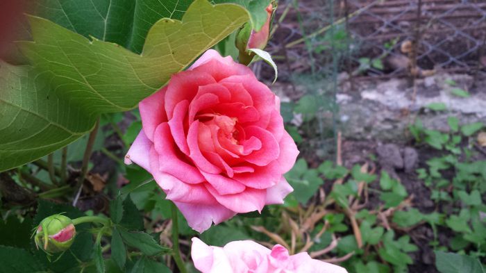 20150612_061927 - Florile mamei 2015