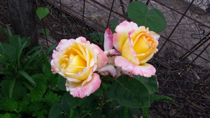 20150612_061943 - Florile mamei 2015