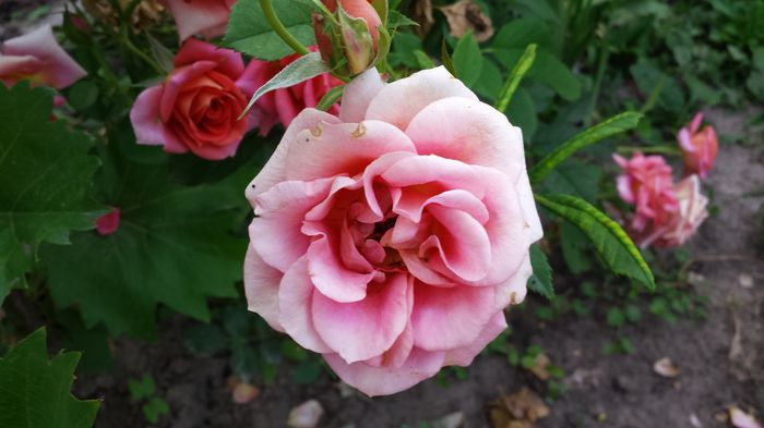 20150612_061918 - Florile mamei 2015