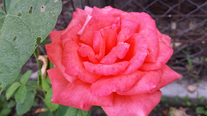 20150612_061831 - Florile mamei 2015