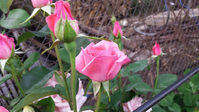 20150612_061805 - Florile mamei 2015