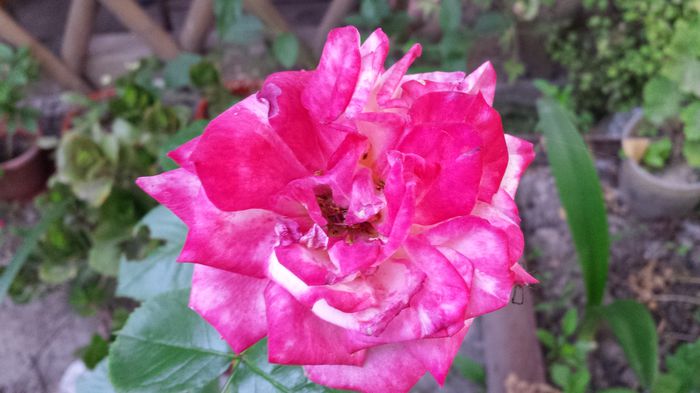 20150612_055604 - Florile mamei 2015