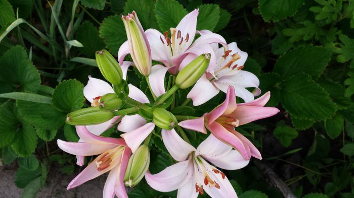 20150612_061640 - Florile mamei 2015