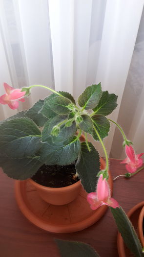 Lima - kohleria