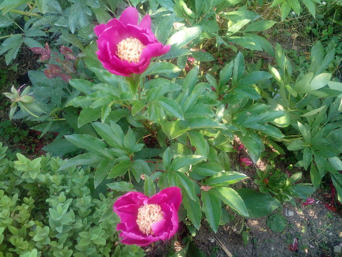 IMG_20150612_180124 - gradina 2015