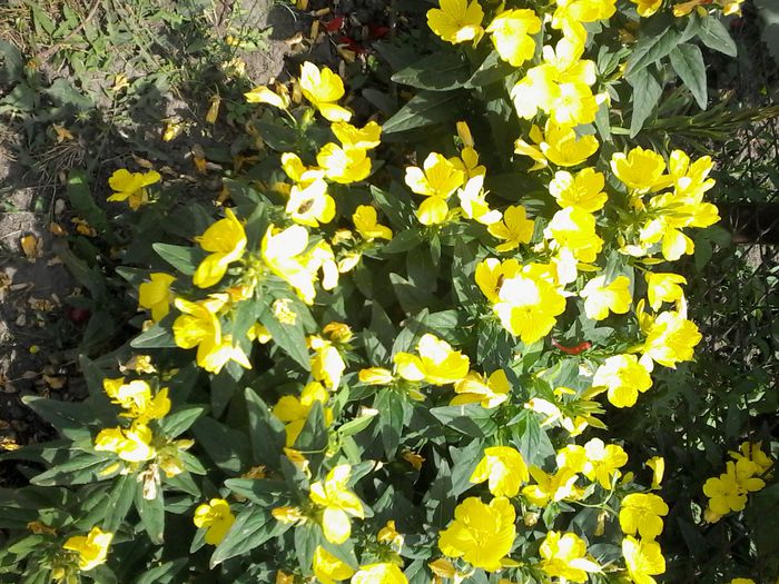 oenothera - flori in gradina