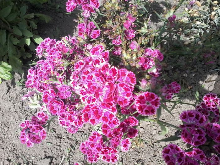 garofite de gradina rosu - flori in gradina