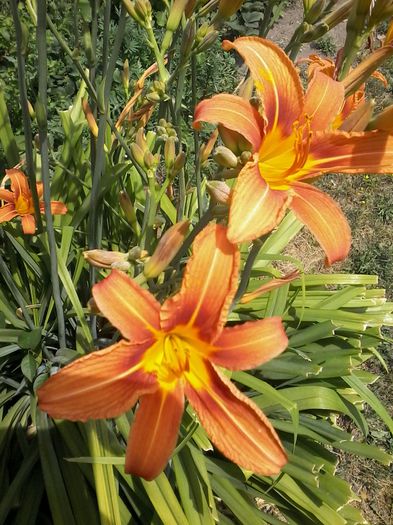 hemerocallis fulva - flori in gradina