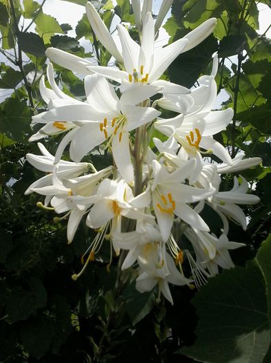 lilium candidum - flori in gradina