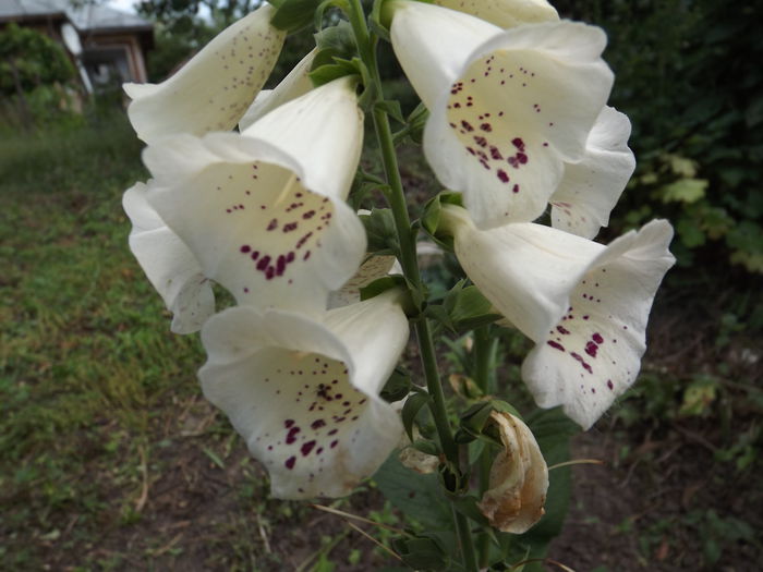 DSCF3947 - Flori amestec