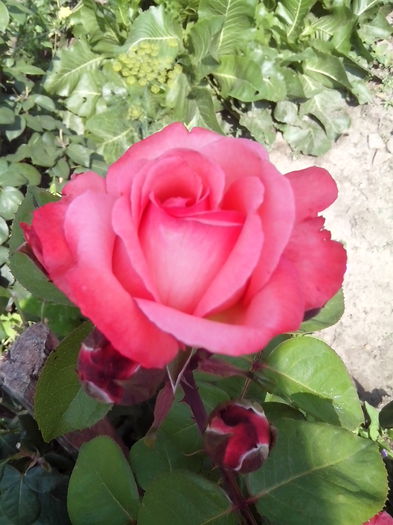 IMG_20150613_095727 - trandafiri