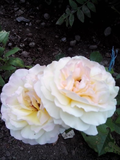 IMG_20150609_204021 - trandafiri