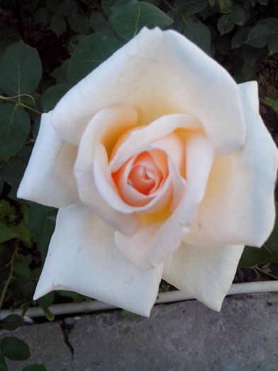 IMG_20150606_194534 - trandafiri