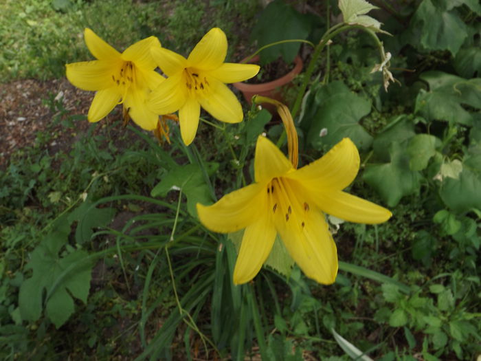 DSCF3950 - Flori amestec