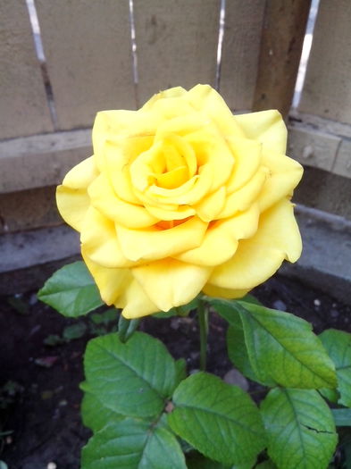 IMG_20150611_184326 - trandafiri