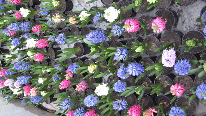 zamb 011 - flori de primavara