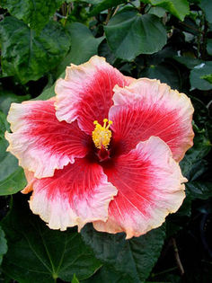 Hibi_Tahitian_Cherry_Blossom - HIBISCUS ROUMANIAN CHERRY