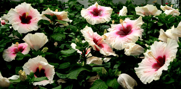 highvoltageblooming - HIBISCUS ROUMANIAN VOLTAGE