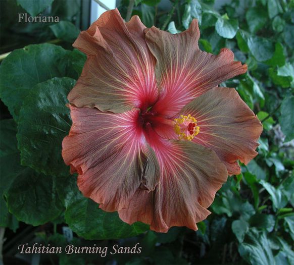 Tahitian-Burning-Sands- - HIBISCUS ROUMANIAN VOLTAGE