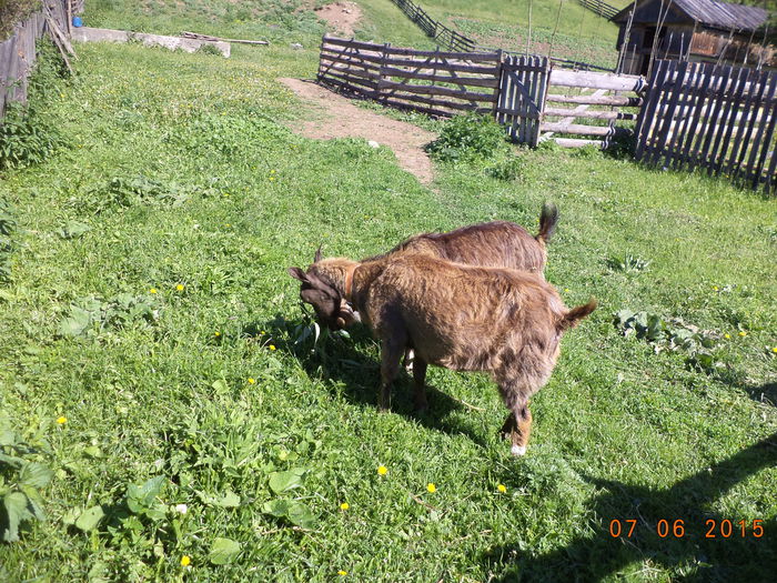 Carpatinele lui Tudor