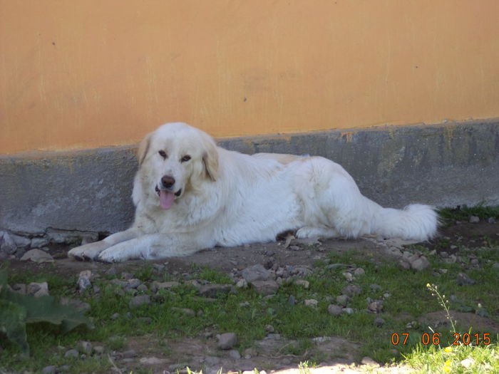 Ciobanescul la umbra-5