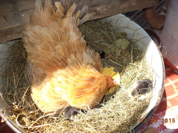 Closca atenta cu puii