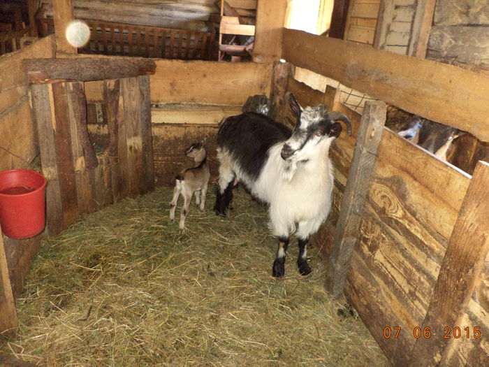 Ieduta in grajd cu mama ei