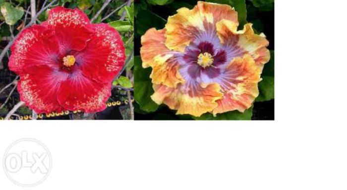 hibiscus-tropical-tahitian-red-starlight-kevin-johnson-ploiesti