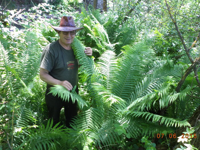 Langa valea Toplitei la frunze