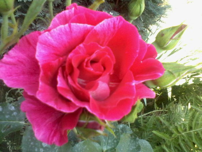 Cumparat ca samba :)).Oare cum il cheama?