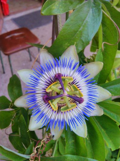 Passiflora - Flori 2015