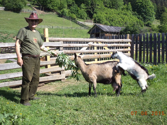 Tapul metis si Alpina - Caprele lui Pop Petru