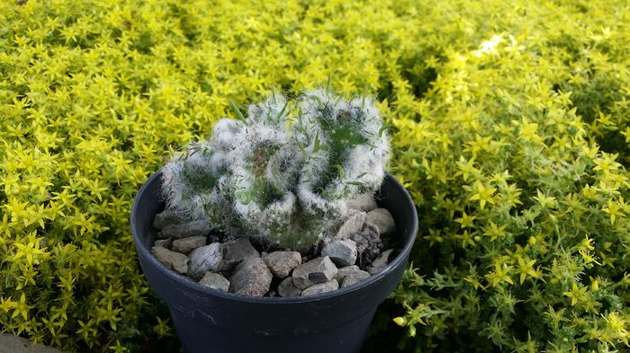 austrocylindropuntia vestita f. cristata