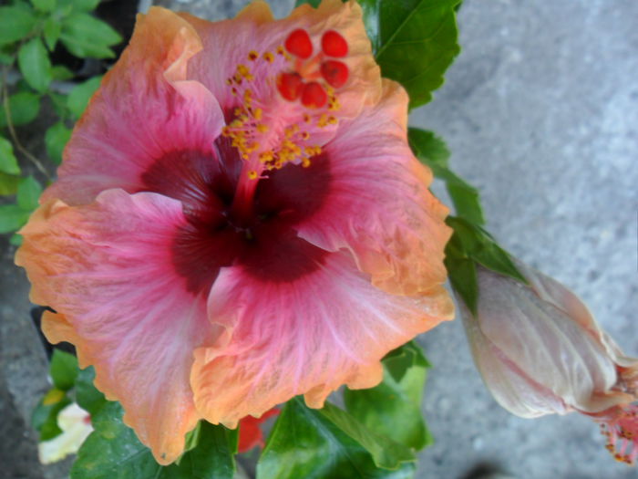 erin rachel -a doua floare
