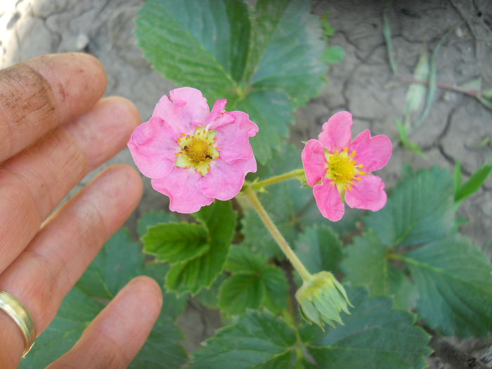 fragaria ananassa Tristan F1