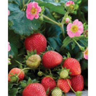 fragaria-ananassa-frisan-f1; plantshop
